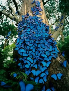 biodiversidad,insectos,naturaleza,blue,butterfly,cool-5c94633c26c98559423d1567a80ad26f_h